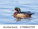 Wood Duck Male Swimming On...