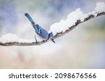 Blue Jay (Cyanocitta cristata) perched on a snow covered branch in winter in Algonquin Park, Canada