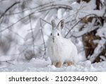 Small photo of White snowshoe hare or Varying hare closeup in a Canadian winter