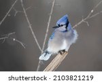Blue Jay (Cyanocitta cristata) perched on a branch in a Canadian winter.