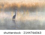 Great blue heron with...