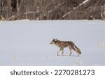 Small photo of A mangy looking coyote walking and hunting through a snow covered farm field in Canada