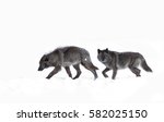 Two Black Wolves Isolated On...