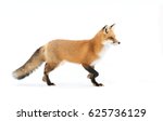 Red fox  vulpes vulpes  with a...