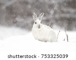 Snowshoe Hare Free Stock Photo - Public Domain Pictures