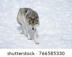 A Lone Timber Wolf Or Grey Wolf ...