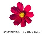 Red cosmos flower isolated on...