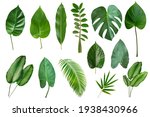 Set of Tropical leaves isolated on white background. Beautiful  
 tropical exotic foliage