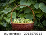 cucumbers harvest basket in... | Shutterstock . vector #2013670313