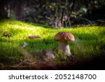 big porcini mushroom grow in... | Shutterstock . vector #2052148700