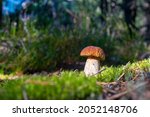 brown cap porcini mushroom grow ... | Shutterstock . vector #2052148706