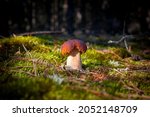 small porcini mushroom grow in... | Shutterstock . vector #2052148709