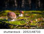 small cep mushroom grow in... | Shutterstock . vector #2052148733