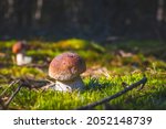 small cep mushroom grow in moss.... | Shutterstock . vector #2052148739