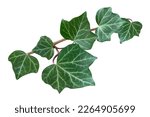 Ivy leaves isolated on white background 