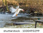 Nice White Duck Or Muscovy Duck ...