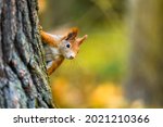 The Eurasian Red Squirrel ...