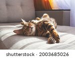 Bengal cat lying on sofa and...