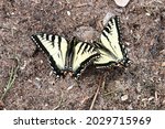 Two Canadian Tiger Swallowtail...