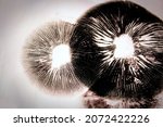 Small photo of Dark spore prints showing the gills of a mushroom.