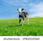 Little calf grazes on green pasture under a blue sky
