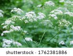 Forest Plant Queen Anne's Lace  ...