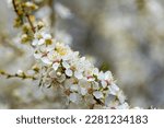 White Blooming Hawthorn Flowers ...