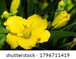 Yellow Daylily Flower And Buds...