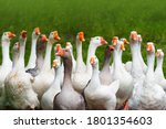Geese attack. Flock of domestic geese on a green meadow. Summer green rural farm landscape. Goose in the grass, domestic bird