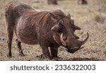 A big male warthog on his knees ...