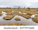 Small photo of The Petersburg muskeg (Peat Bog) with clouds skirting the mountains behind, Alaska, USA