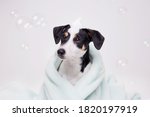 Funny wet puppy of Jack Russell Terrier after bath wrapped in towel with big eyes. Just washed cute dog with soap foam on his head on gray background.