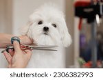 Small photo of Cute white Maltese dog in a beauty salon for dogs on grooming procedures.