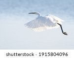 Great Egret in flight image - Free stock photo - Public Domain photo ...