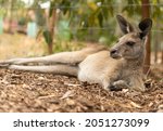 Kangaroo Just Lazing   Chilling ...