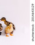 Small photo of Baby Ducklings White Background Studio Bird Photog