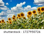 Summer Field Of Sunflowers On A ...