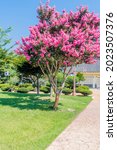 Flowering Tree With Bright...