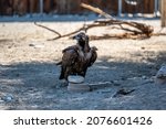 A Cinereous Vulture In Palm...