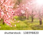 Branches Of Cherry Tree In...