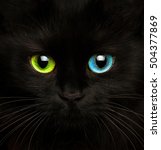Cute Muzzle Of A Black Cat With ...
