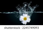 Flower In Water Splash . Mixed...