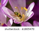 Close up of Hover Fly Collecting Pollen from Autumn Crocus
