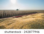 Corn Harvest In Autumn