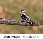 Female Downie Woodpecker ...