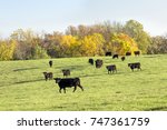 Black cattle walk a green pasture with fall foliage behind in rural Illinois.