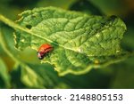 Small photo of Larva of colorado potato beetle. 3rd instar stage of larva. Leptinotarsa decemlineata. Red larva crawling and eating green potato leaves. Pests invasion, parasite destroy potato plants, farm damage