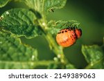 Small photo of Larva of colorado potato beetle. 4th instar stage of larva. Leptinotarsa decemlineata. Red larva crawling and eating green potato leaves. Pests invasion, parasite destroy potato plants, farm damage