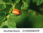 Small photo of Red larva crawling and eating green potato leaves. Larva of colorado potato beetle. 4th instar stage of larva. Leptinotarsa decemlineata. Pests invasion, parasite destroy potato plants, farm damage