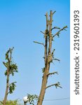 Small photo of Tree with pruned top against blue sky. Pruning tree in the city square or park. Tree pruning mistake, harmful pruning. Tops of tree cut down. Deforestation